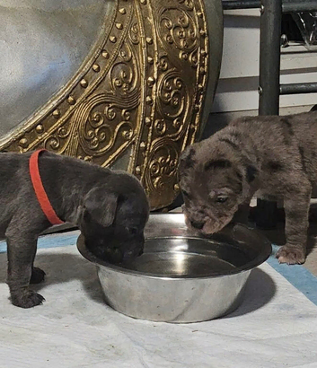 Cane corso x pups