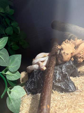 Full corn snake set up