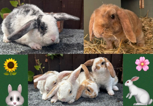 Mini Plush Lops. Hypoallergenic fur.