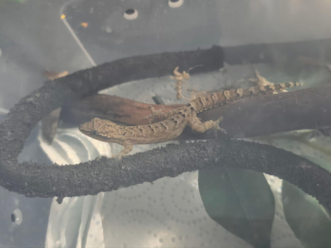 Free Mourning gecko's