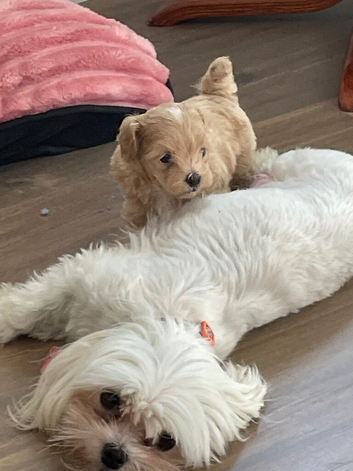 Adorable Maltipoo puppies