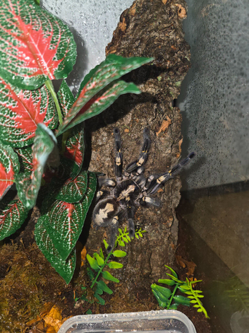 Adult Female P Metallica