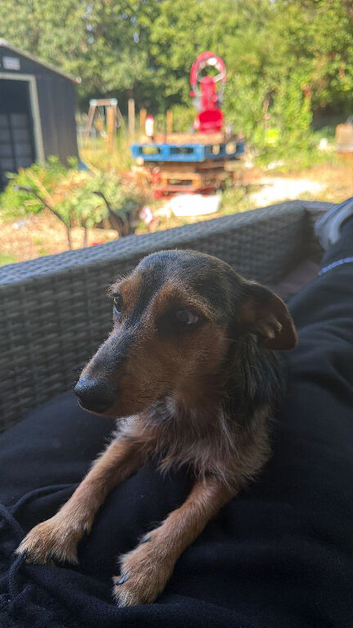 Dachshund cross yorkie