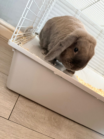Beautiful bunny for sale
