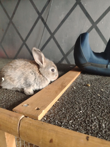 Bunny's looking forever home