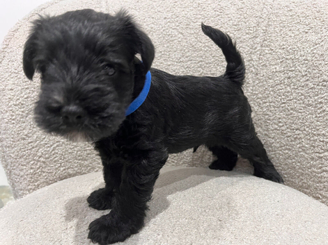 Stunning KC reg black miniature schnauzer puppies