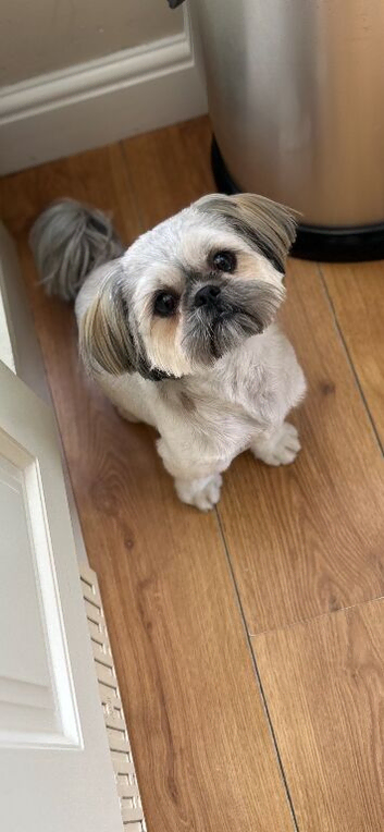 Shih Tzu for sale