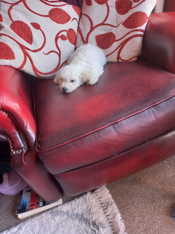 Gorgeous Poochon