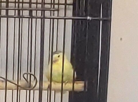 MALE CANARIES
