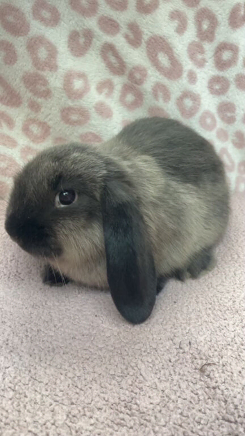 1x Mini lop Male