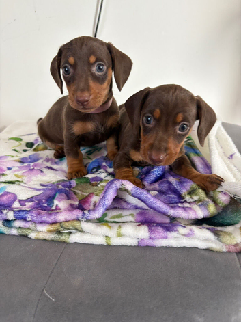 Dachshund