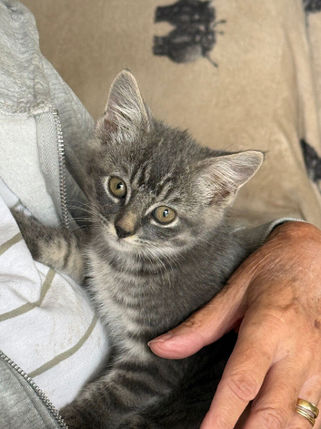Grey tabby kitten 10 weeks old