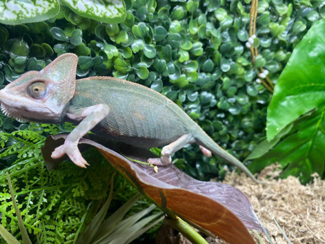 Female High Pied Yemen Chameleons at Birmingham Reptiles