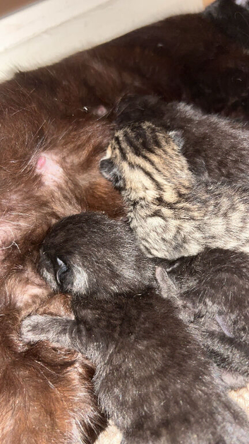 Kittens