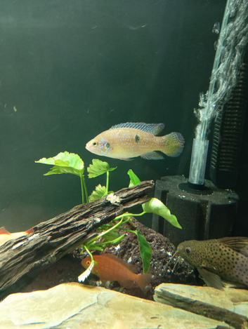 Jewel cichlids