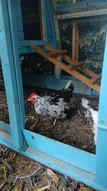Serama cockerals