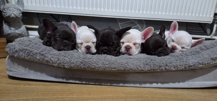 French bulldog dog puppies