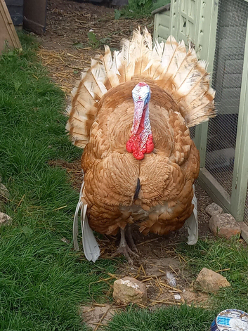 Turkey poults