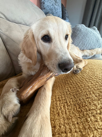 Woody is looking for his forever home