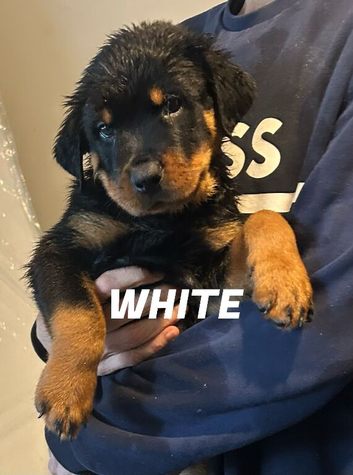 9 CHUNKY ROTTWEILER PUPPIES