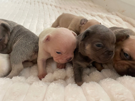 Lilac/cream,platinum & fawn frenchie puppies
