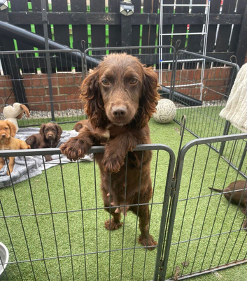 Cocker spaniel Puppies