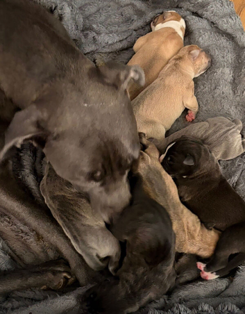 Cane corso x American bulldog