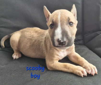 English Bull Terriers- 1 last boy left- 11 weeks- ready for his forever home