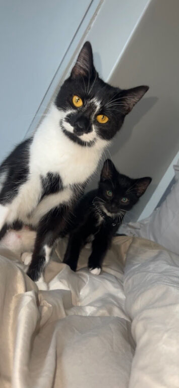Boy tuxedo cat