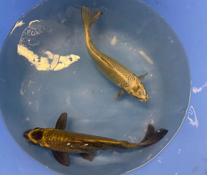 English bred koi carp