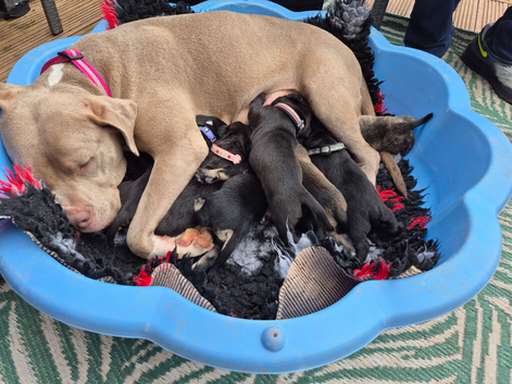 3 beautiful mastiff mix pups