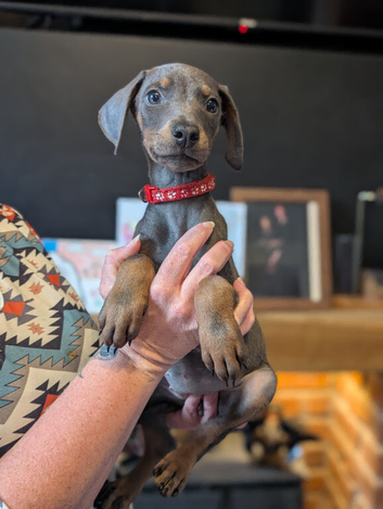 doberman puppies ready to go