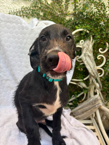 pointerdor x lurcher