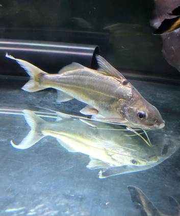 2 Four Lined Pimelodus
