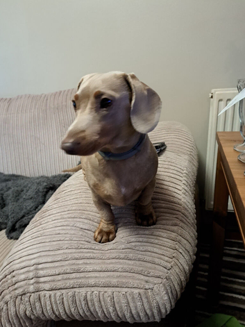 Isabella and tan miniature dachshund