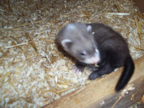 pollcat ferrets