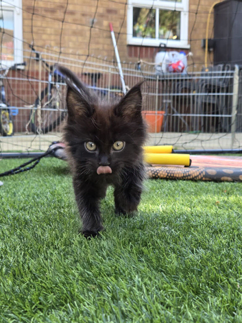 Black Male Maine Coon Kitten