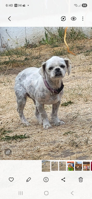 Shih tzu
