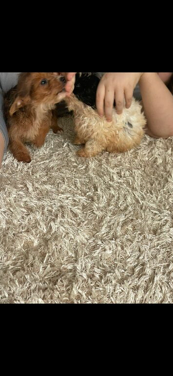 Cockapoo looking for a family