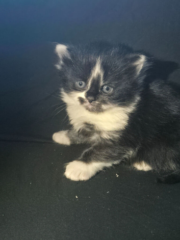 BSH Beautiful fluffy kittens