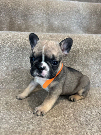 6 French bulldog puppies for sale