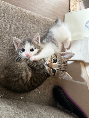 beautiful 9 week old short haired mixed kitten female available