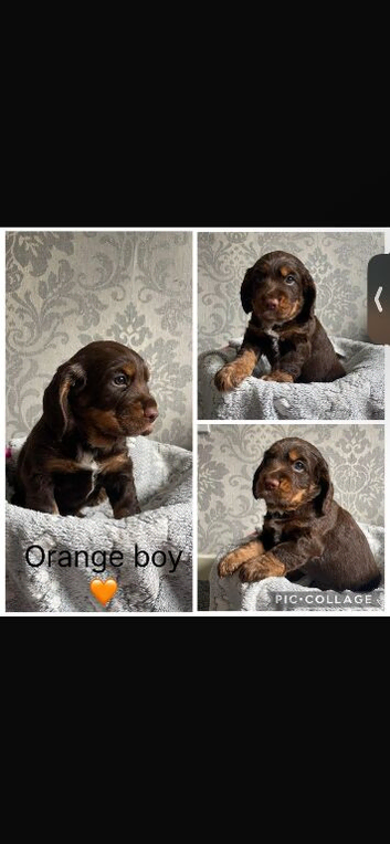 Gorgeous cocker spaniel pups