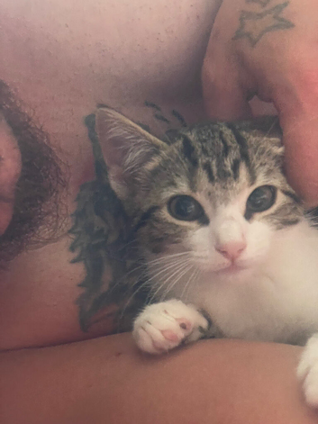 2 female cats must go to loving home