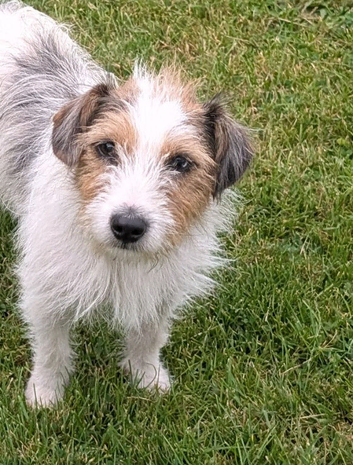 Jack Russell terrier