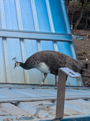 1 year old peahen