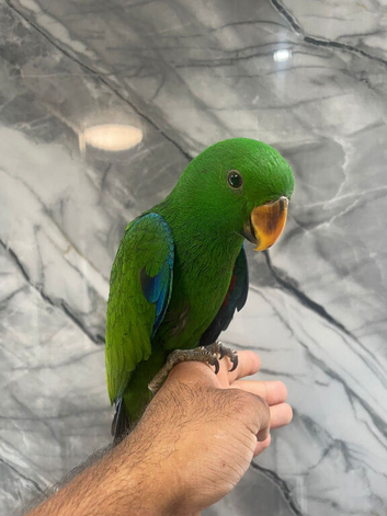 Baby HandReared Tame Male Eclectus Parrot,26