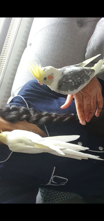 tamed pair cockatiels for sale