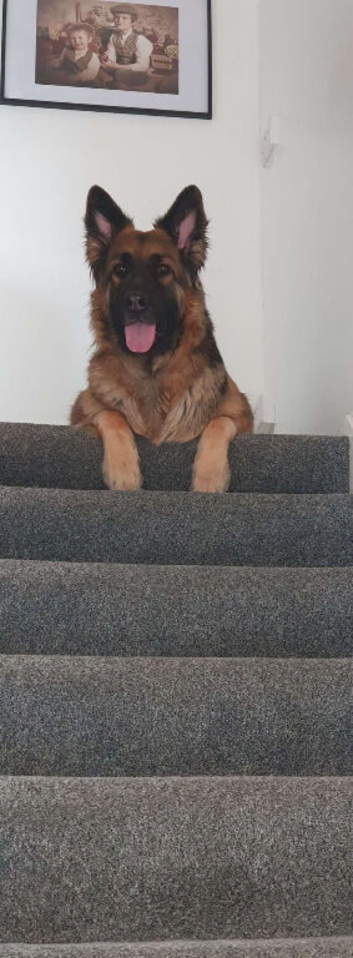 Loving 5-Year-Old Female German Shepherd Looking for Forever Home