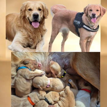 KC Registered Golden Retriever puppies